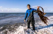 Uli Kunz hat ein Stück Kelp mit an die Oberfläche gebracht: Die großen Braunalgen lieben kühles Wasser. Wenn die Temperaturen steigen, gehen die Bestände zurück. Uli Kunz hat ein Stück Kelp mit an die Oberfläche gebracht: Die großen Braunalgen lieben kühles Wasser. Wenn die Temperaturen steigen, gehen die Bestände zurück.
