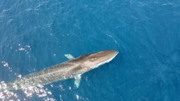 Balaenoptera brydei