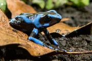 Blauer Gift-Pfeil-Frosch.