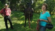 Pferd Minouche schaut &ouml;fter mal im Garten vorbei. F&uuml;r Harald Harazim und Renate Hudak jedes Mal ein Highlight.