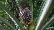 die Ananas