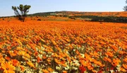 Namaqualand: Einmal im Jahr verwandelt sich die Halbw&uuml;ste in ein Bl&uuml;tenmeer &ndash; der Moment, auf den die Naturfilmer wochenlang warten.