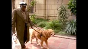 Blindenhund Buff ist seinem Herrchen Lloyd Weeks (Bill Henderson) seit vielen Jahren treu ergeben. Eines Tages schl&auml;gt Buff ein j&auml;mmerliches Geheul an...