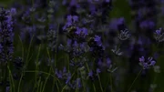Lavendel Lavendel
