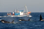 The Last Giants - Wenn das Meer stirbt... (D)     Regie: Daniele Grieco  Schwertwale schwimmen an einem Fischerboot vorbei. Die Orcas folgen h&auml;ufig den zum Thunfischfang ausfahrenden Fischern.