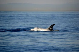 Rundkopfdelfin