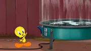 Tweety Tweety
