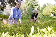 Tobias und Corinne Denzler bei der Teeernte auf dem Monte Verit&aacute; oberhalb von Ascona im Tessin, auf der ersten Teeplantage der Schweiz.