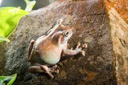 Baumfrosch auf einem Stein.