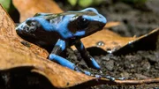 Blauer Gift-Pfeil-Frosch.