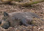 Frischlinge s&auml;ugen