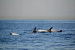 Rundkopfdelfin