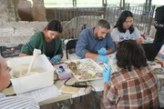 Der Arch&auml;ologe Lloren&ccedil; Alapont analysiert zusammen mit den Arch&auml;ologiestudenten Lee Swab, Natalie Fellner und Kayreen Dizon Knochenfragmente, die in Urnen in der Nekropole von San Paolo in Rom gefunden wurden.