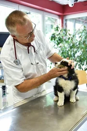 Dr. Uwe Zimmermann bei der Behandlung eines Welpen