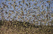 Riesige Wellensittichschw&auml;rme ziehen &uuml;ber die Ebenen Australiens auf der Suche nach Wasser.