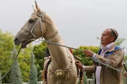 Dieser Achal-Tekkiner-Hengst ist eines der teuersten Pferde der Welt.