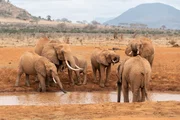 Elefantenherde an einem Wasserloch in Kenia.