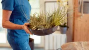 "GartenKULT", "Der Indoorgarten." Zimmerpflanzen versorgen R&auml;ume mit Sauerstoff und Wohlbefinden; Gartenprofi Josef Starkl und Moderatorin Katharina Gritzner zeigen Tipps und Tricks, wie man sein Zuhause in ein Pflanzenparadies verwandeln kann.