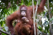 Orang-Utan-Weibchen Sati und ihre anderthalbj&auml;hrige Tochter Huyan. Sie leben hoch oben in den Urwaldb&auml;umen Borneos.