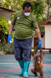 Waisenkind Addy wird von ihrem Pfleger liebevoll umsorgt. Sie bekommt Milch, Obst und ab und zu eine Unterrichtsstunde im Klettern.
