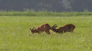 Rehweibchen sind nur drei bis 4 Tage im Jahr paarungsbereit.; ARD/WDR WILDE ELTERN - MIT LEIDENSCHAFT ZUM NACHWUCHS, "Folge 1".