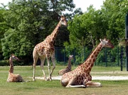 Giraffenfamilie.