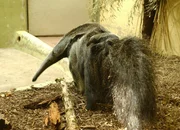 Ameisenb&auml;rin mit ihrem Jungen.