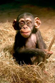 Gleich bekommt Kibali einen Sp&auml;hnesack zum spielen.