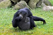 Nachwuchs bei den Siamangs.