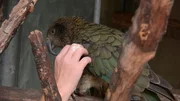 Kea Hobbit im Frankfurter Zoo trauert um seine Partnerin