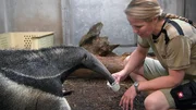 Dr. Nicole Schauerte ist total fasziniert von den neuen Ameisenb&auml;ren im Frankfurter Zoo.