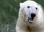 Dieser Eisbär wartet auf seine "Fischstäbchen". Dieser Eisbär wartet auf seine "Fischstäbchen".