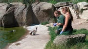 Die Brillenpinguine im Opel-Zoo Kronberg sind eine Attraktion - die Pfleger &uuml;ben eine Schauf&uuml;tterung.