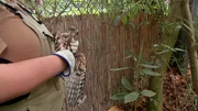Ein verletzter Bussard wird aus dem Revier von Tiger Vanni im Frankfurter Zoo geborgen.