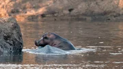 Ein neugeborenes Kalb &ndash; vielleicht wird es irgendwann einmal zum K&ouml;nig der Flusspferde am Luangwa River in Sambia.