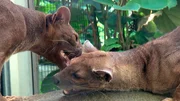 Fossadame Sissi und Partner Bohara im Frankfurter Zoo.