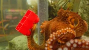 Oktopus-Weibchen Ellie verbringt ein Jahr im Aquarium. Ein intelligentes Tier wie ein Pazifischer Riesenkrake will besch&auml;ftigt werden.