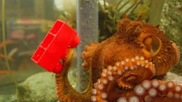 Oktopus-Weibchen Ellie verbringt ein Jahr im Aquarium. Ein intelligentes Tier wie ein Pazifischer Riesenkrake will besch&auml;ftigt werden.