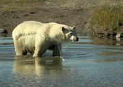 Die Hudson Bay ist nur einen Teil des Jahres mit Eis bedeckt. Dann haben die Eisb&auml;ren ein riesiges Jagdrevier, denn ihre Beute, die Robben sind nur vom Eis aus f&uuml;r sie jagdbar. Schmilzt jedoch das Eis der Bay im Sommer, beginnt f&uuml;r die wei&szlig;en Riesen, die den Weg in den kalten Norden nicht rechtzeitig angetreten sind, eine magere Zeit. Sie m&uuml;ssen im S&uuml;den des Bay ausharren, von Gras und Fr&uuml;chten leben und warten jetzt sehnlichst auf die R&uuml;ckkehr des Winters.