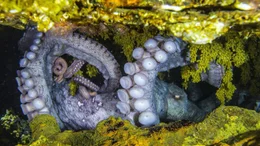 Pazifische Riesenkraken betreiben Brutpflege. F&uuml;rsorglich versorgt die Mutter ihr Gelege. Dabei verzichtet sie auf Nahrung &ndash; mit einem traurigen Ende&hellip;