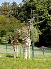 Giraffen im Opel-Zoo.