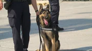 Dog police antiterrorist
