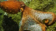 Oktopus-Weibchen Ellie demonstriert, warum Pazifische Riesenkraken gefürchtete Krabbenjäger sind. Wie ein "Fallschirm" wirft sie sich auf die Krabbe. Oktopus-Weibchen Ellie demonstriert, warum Pazifische Riesenkraken gefürchtete Krabbenjäger sind. Wie ein "Fallschirm" wirft sie sich auf die Krabbe.
