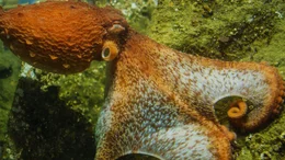 Oktopus-Weibchen Ellie demonstriert, warum Pazifische Riesenkraken gef&uuml;rchtete Krabbenj&auml;ger sind. Wie ein "Fallschirm" wirft sie sich auf die Krabbe.