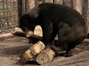 Malaienb&auml;r Frodo frisst aus speziell pr&auml;parierten Baumst&auml;mmen.