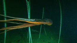 Die Arme der Pazifischen Riesenkraken k&ouml;nnen bis zu vier Meter lang werden.
