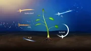 Photosynthese
