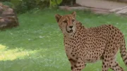 Gepard im Opel-Zoo Kronberg.
