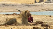 Cecils Schicksal hat die Notlage der Löwen auf der ganzen Welt bekannt gemacht. Vielleicht führt seine Geschichte dazu, sich mehr für den Schutz der bedrohten Raubkatzen einzusetzen. Das ist Cecils Vermächtnis. - Junger Löwe mit seiner Beute Cecils Schicksal hat die Notlage der Löwen auf der ganzen Welt bekannt gemacht. Vielleicht führt seine Geschichte dazu, sich mehr für den Schutz der bedrohten Raubkatzen einzusetzen. Das ist Cecils Vermächtnis. - Junger Löwe mit seiner Beute