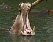 Flusspferde t&ouml;ten in Afrika j&auml;hrlich mehr Menschen, als jedes andere S&auml;ugetier.